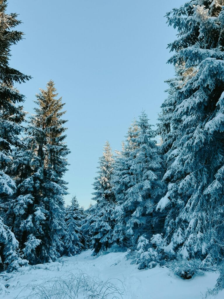 conciergerie font romeu montagne